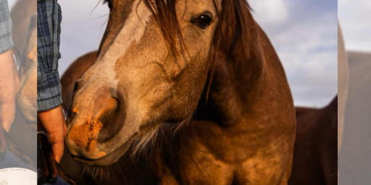 Caballos, grandes vinos y Patagonia: una experiencia única en Ribera del Cuarzo