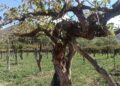 El mundo redescubre las viñas viejas y Argentina descubre uno de sus mayores tesoros