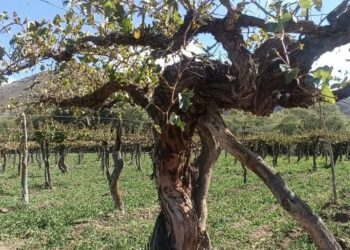El mundo redescubre las viñas viejas y Argentina descubre uno de sus mayores tesoros
