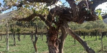 El mundo redescubre las viñas viejas y Argentina descubre uno de sus mayores tesoros