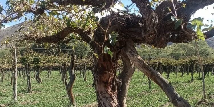 El mundo redescubre las viñas viejas y Argentina descubre uno de sus mayores tesoros