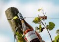 El Albariño de Trapiche Costa & Pampa: El pulso oceánico que consagró a Chapadmalal en la cima de la viticultura extrema