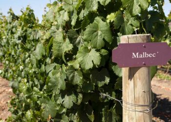 Malbec: la historia de cómo Argentina convirtió una uva en una marca país