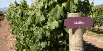 Malbec: la historia de cómo Argentina convirtió una uva en una marca país