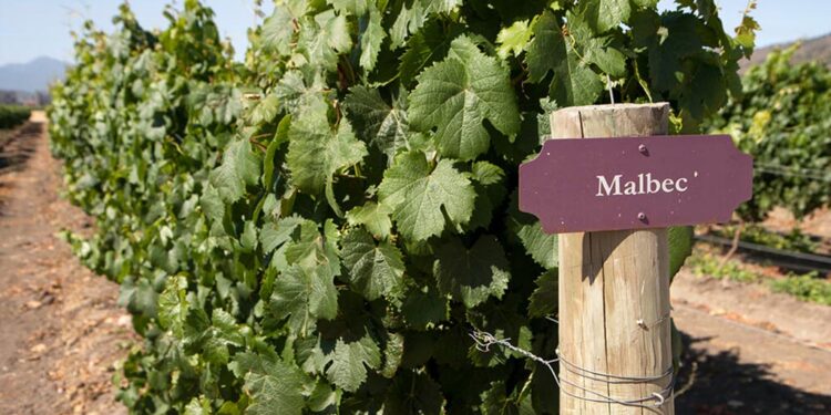 Malbec: la historia de cómo Argentina convirtió una uva en una marca país