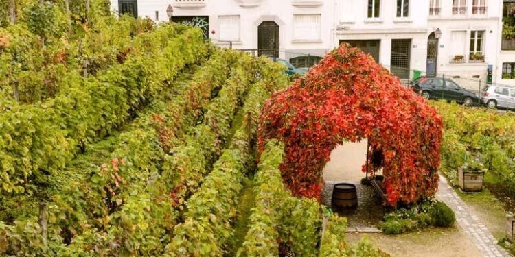 Los viñedos urbanos ganan terreno y Buenos Aires mira a 2027