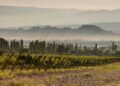 Chañar Punco: el nombre que el vino puso en el mapa