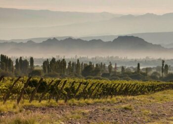 Chañar Punco: el nombre que el vino puso en el mapa