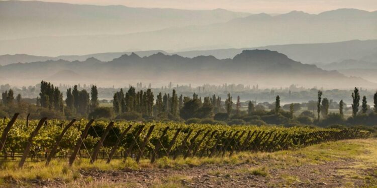 Chañar Punco: el nombre que el vino puso en el mapa